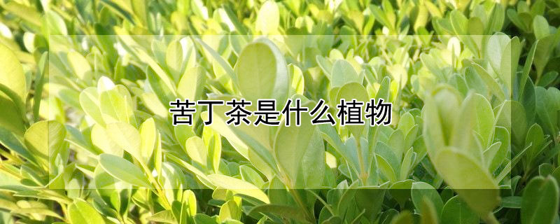 苦丁茶是什么植物