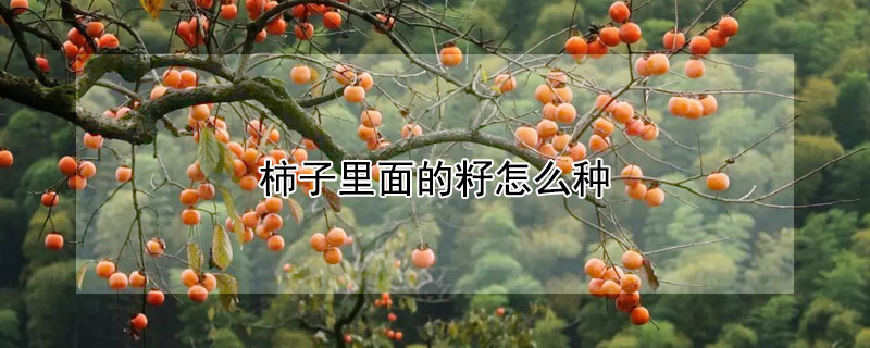 柿子里面的籽怎么種