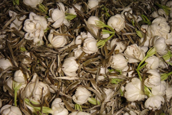 茉莉花茶屬于什么茶