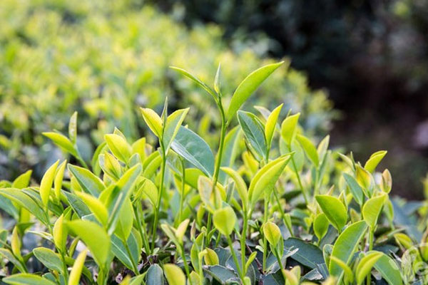 大紅袍是紅茶還是綠茶