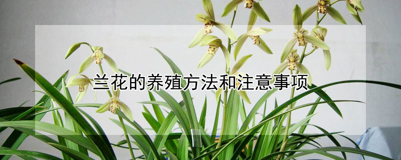 蘭花的養(yǎng)殖方法和注意事項(xiàng)