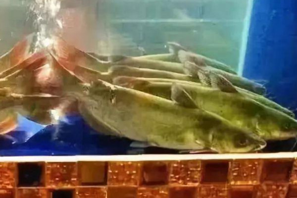 梭邊魚是什么魚種