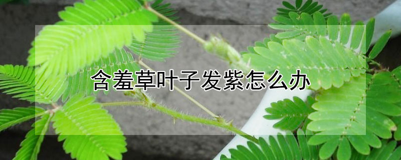 含羞草葉子發紫怎么辦