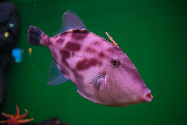 耗兒魚是海魚嗎