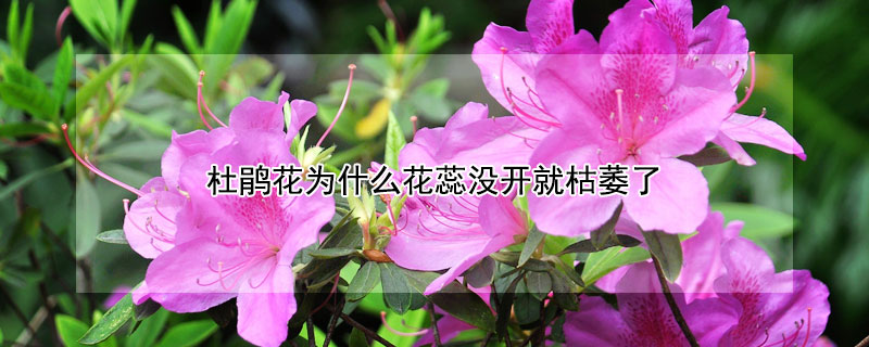 杜鵑花為什么花蕊沒開就枯萎了