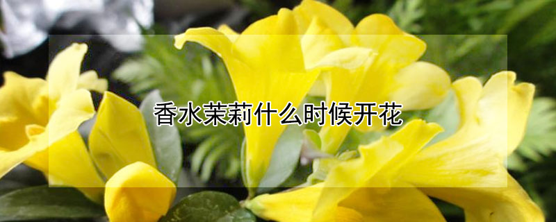 香水茉莉什么時候開花