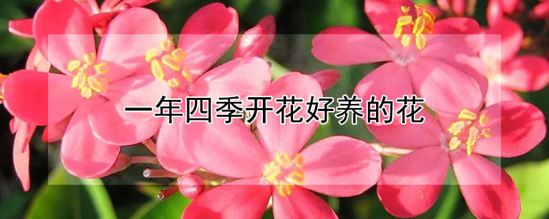 一年四季開花好養(yǎng)的花