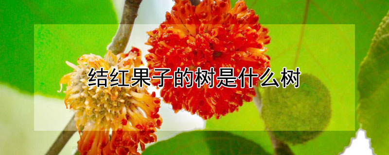 結(jié)紅果子的樹是什么樹