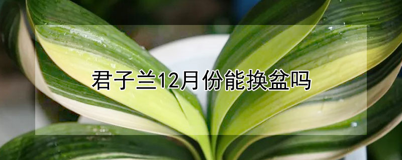 君子蘭12月份能換盆嗎