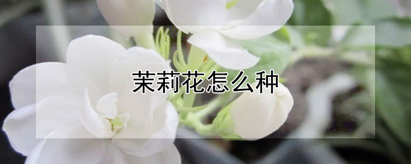 茉莉花怎么種