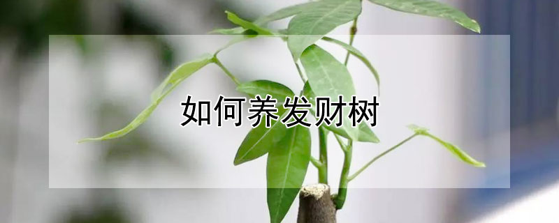 如何養發財樹