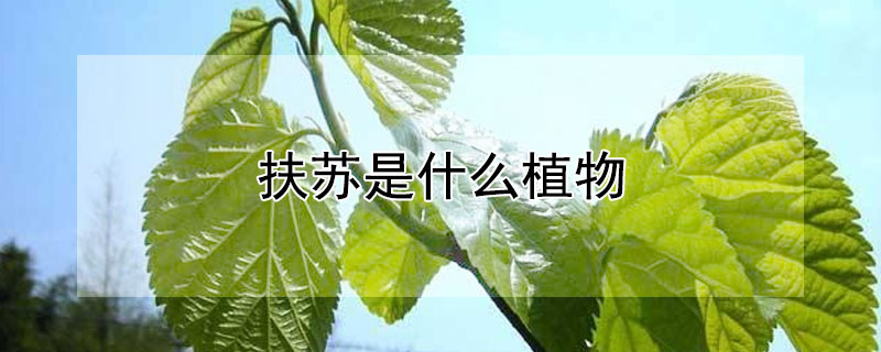 扶蘇是什么植物