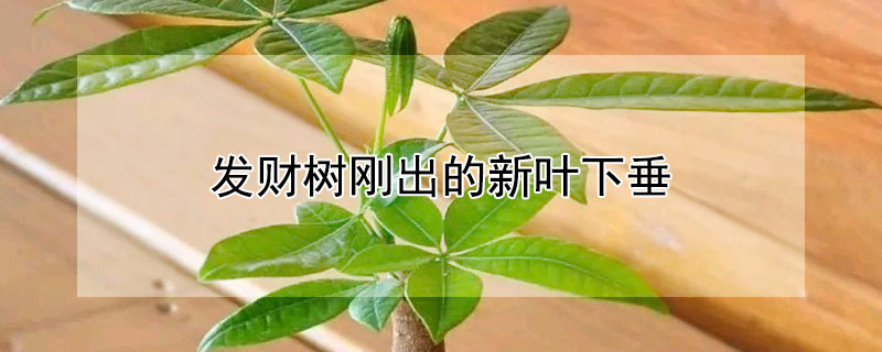 發財樹剛出的新葉下垂