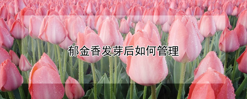 郁金香發芽后如何管理