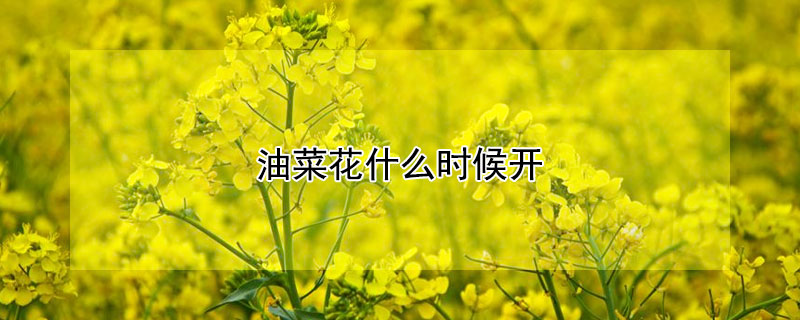 油菜花什么時候開