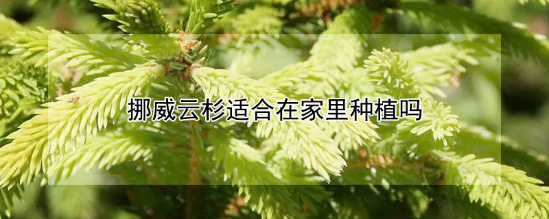 挪威云杉適合在家里種植嗎