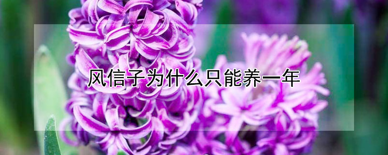 風(fēng)信子為什么只能養(yǎng)一年