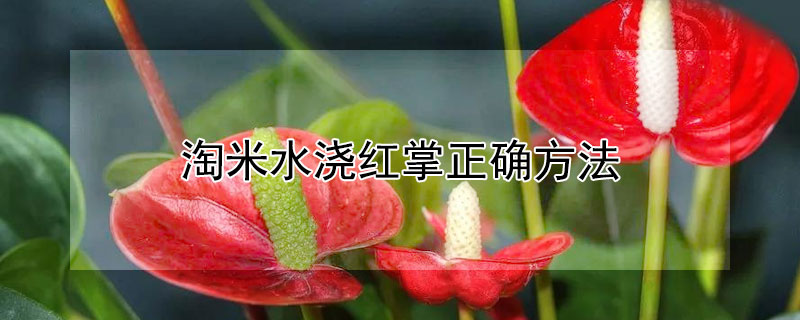 淘米水澆紅掌正確方法