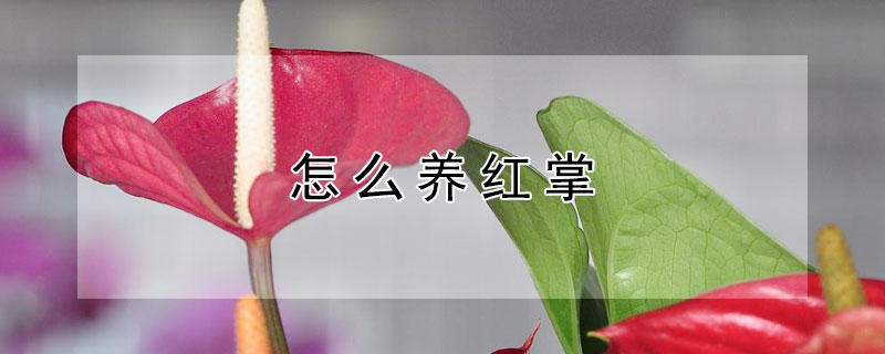 怎么養(yǎng)紅掌