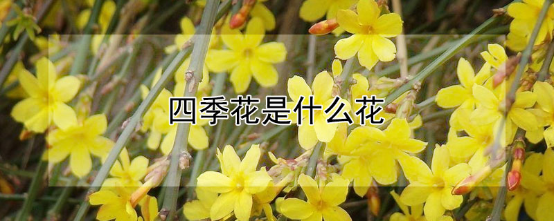 四季花是什么花