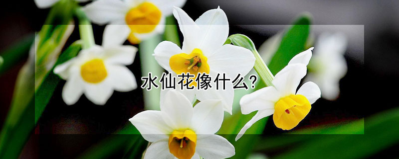 水仙花像什么?