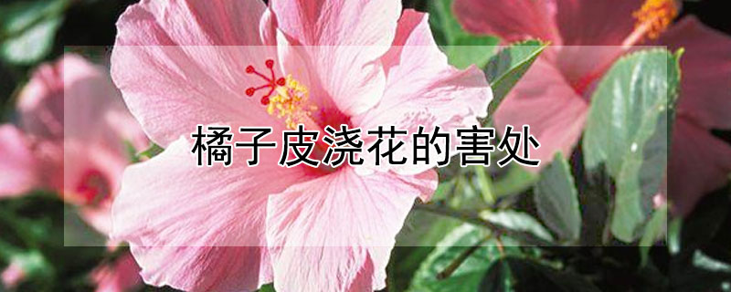 橘子皮澆花的害處