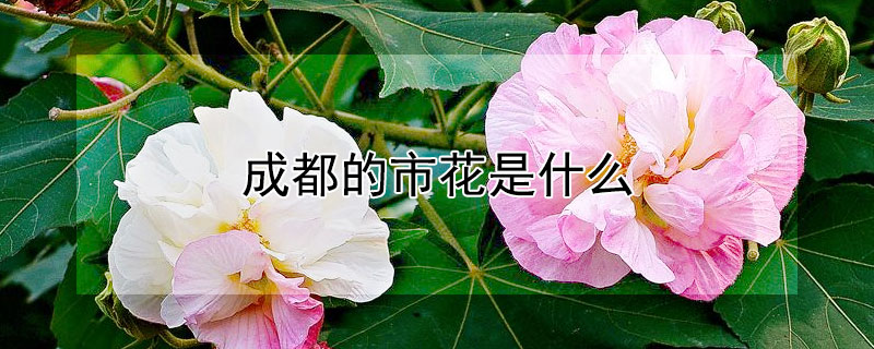 成都的市花是什么