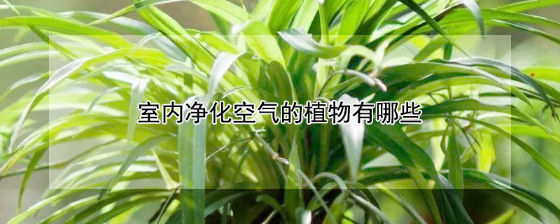 室內凈化空氣的植物有哪些