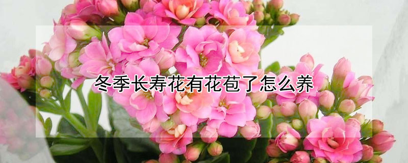 冬季長壽花有花苞了怎么養