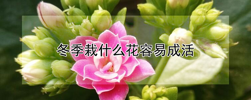 冬季栽什么花容易成活