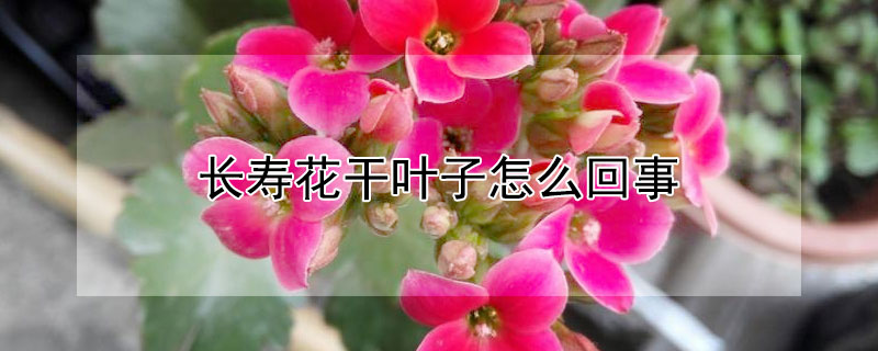 長壽花干葉子怎么回事