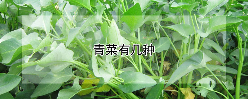 青菜有幾種