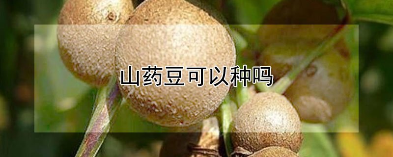 山藥豆可以種嗎