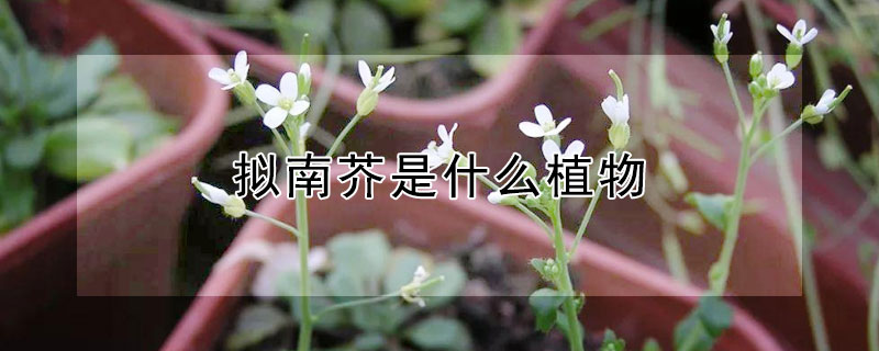 擬南芥是什么植物