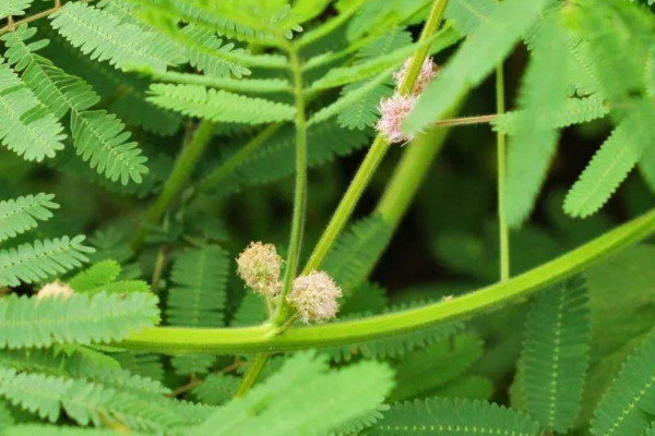 含羞草會不會開花