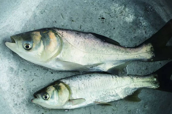 雄魚怎么養