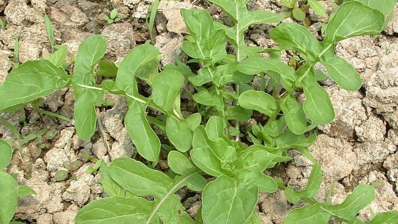 芝麻菜是什么菜葉