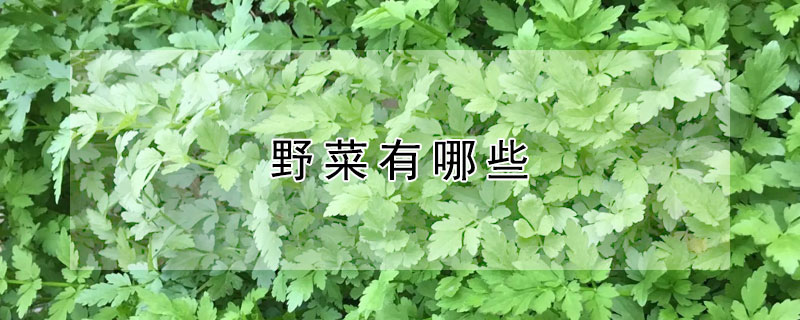 野菜有哪些