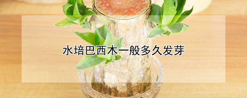 水培巴西木一般多久發芽