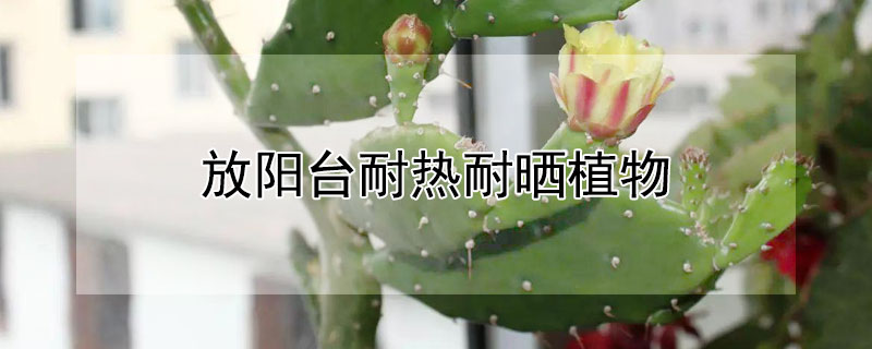 放陽臺(tái)耐熱耐曬植物