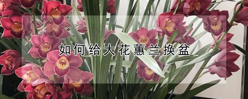 如何給大花蕙蘭換盆