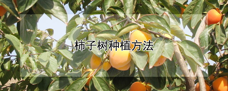 柿子樹種植方法