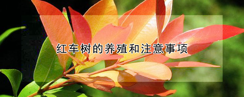 紅車樹的養(yǎng)殖和注意事項(xiàng)