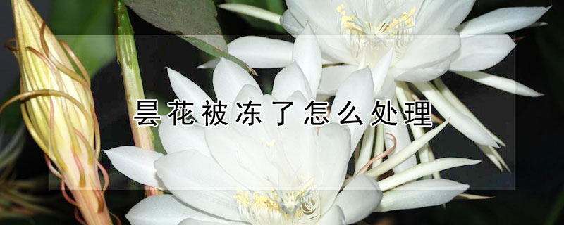 曇花被凍了怎么處理