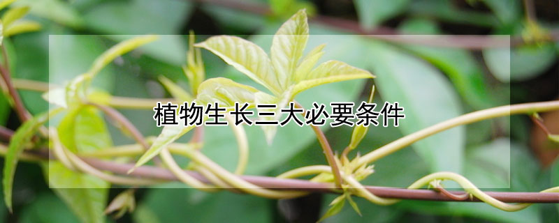 植物生長三大必要條件