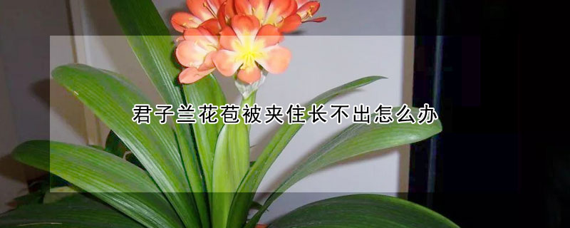 君子蘭花苞被夾住長不出怎么辦