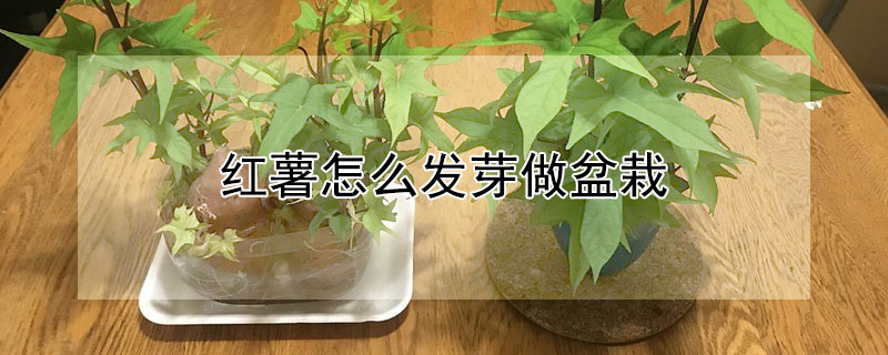 紅薯怎么發(fā)芽做盆栽