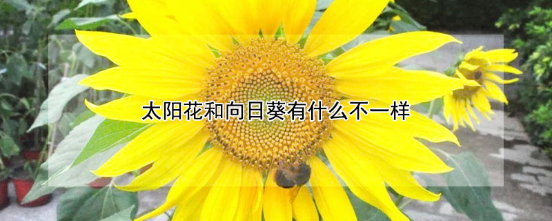 太陽花和向日葵有什么不一樣