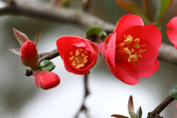 長壽冠海棠幾月份開始長花芽