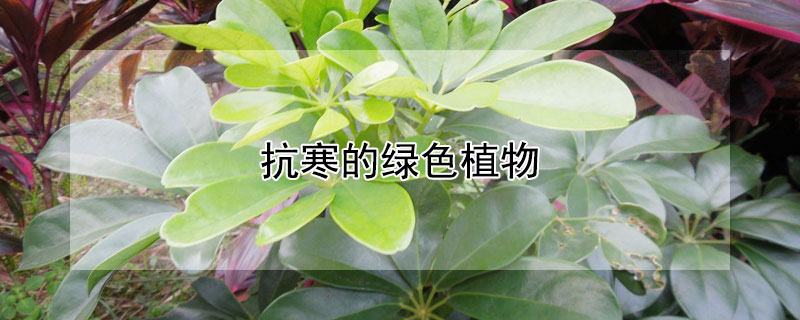 抗寒的綠色植物